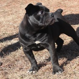 Alapaha Blue Blood Bulldog All Grown Up from Chop Top Alapahas