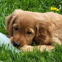 Golden Retrievers from RedMark Retrievers