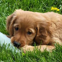 Golden Retrievers from RedMark Retrievers