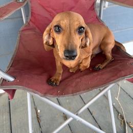Hera - Red female Dachshund puppy in Conroe, Texas from R&M Dachshunds