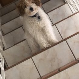 Golden Retriever and Poodle Puppies from Clementi Pearl Goldens