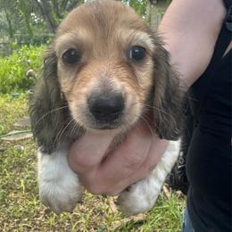 Jessie - Piebald male Dachshund puppy in Alice, Texas from Crimson’s longhair Dachshunds