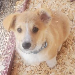 Pembroke Welsh Corgis from Absolute Corgis