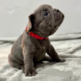 Pink Girl - Blue female French Bulldog puppy in Republic, Missouri from Ritchie’s Frenchies