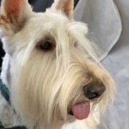 Max - Scottish Terrier
