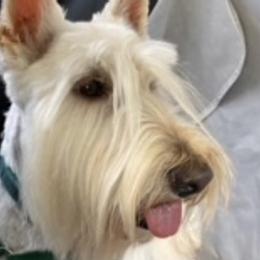 Max - Scottish Terrier