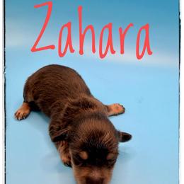 Zahara - Black and tan female Dachshund puppy in Cincinnati, Ohio from Caines Dachshund Farm