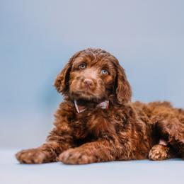 Aussiedoodle and Labradoodle Puppies from Doodles on Duty