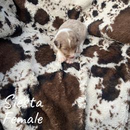 Siesta - Red merle female Aussiedoodle puppy in Cleveland, Tennessee from C&S Kennels