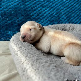 Frank - Purple Collar - Golden male Golden Retriever puppy in Amherst, Virginia from Clearvu Kennels