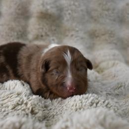 Starsky - Red merle male Australian Shepherd puppy in Wichita Falls, Texas from Spotted Mule Aussies