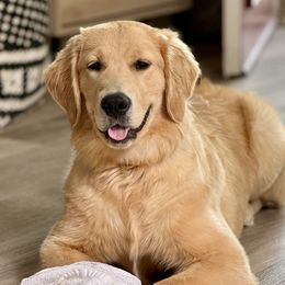 Buttercup - Golden Retriever
