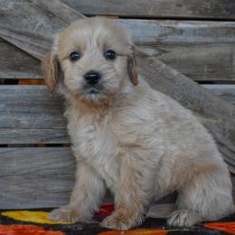 Male 6 of 6 - Cream male Goldendoodle puppy in Macedon, New York from Toodles Goldendoodles