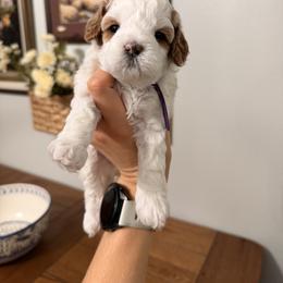 Baylee Female Purple Collar - Blenheim female Cavapoo puppy in Pleasant Grove, Utah from Destination Doodles