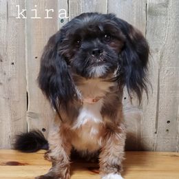 Kira - Lhasa Apso