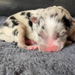 Mewtwo - Blue merle female Australian Shepherd puppy in Chaplin, Connecticut from Mystic Moon