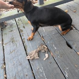 Pichu - Black and tan female Dachshund puppy in Conroe, Texas from R&M Dachshunds