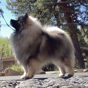 Buttercup - Keeshond