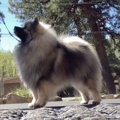 Buttercup - Keeshond