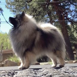 Buttercup - Keeshond