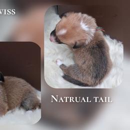 Swiss - Sable male Pembroke Welsh Corgi puppy in Charleroi, Pennsylvania from Twilight Hollow Corgis