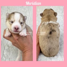 Meridian - Merle female Pomsky puppy in Sheffield, Iowa from Clover Ridge Pomskies