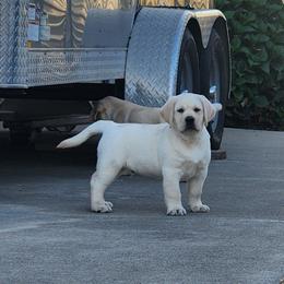 Yellow Female - Yellow female Labrador Retriever puppy in Yelm, Washington from Prince Labradors