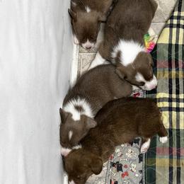 American Corgi, Cardigan Welsh Corgi, and Pembroke Welsh Corgi Puppies from Coopers Korner