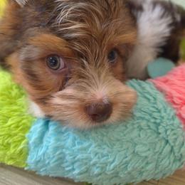 Orange collar - Parti male Yorkshire Terrier puppy in Mcconnellsburg, Pennsylvania from Buffy's Little Blessings