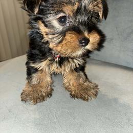 Clovette - Black and tan female Yorkshire Terrier puppy in Lynwood, Illinois from SaintNicksWay