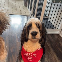 Berckly - Bernedoodle