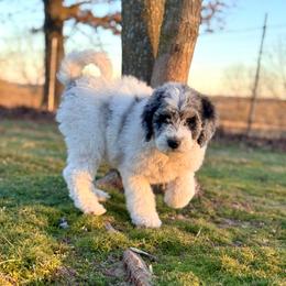 Emerald - Blue merle and white female Sheepadoodle puppy in Tahlequah, Oklahoma from Mulberry Ridge Doodles