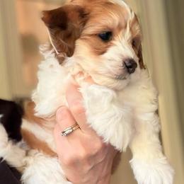 Graham - Fawn sable male Havapoo puppy in Roseburg, Oregon from Sharon’s Sheepadoodle’s