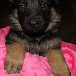 German Shepherd Puppies from Rain's Legacy German Shepherds