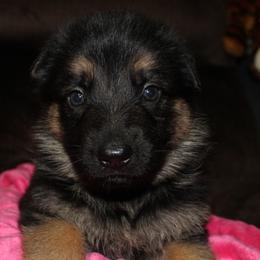 German Shepherd Puppies from Rain's Legacy German Shepherds
