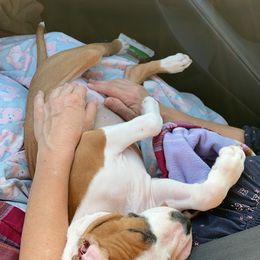 American Staffordshire Terrier Puppies from Liberty Am Staffs