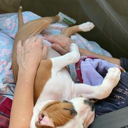 American Staffordshire Terrier Puppies from Liberty Am Staffs