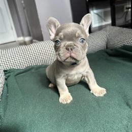 Bluey - Blue male French Bulldog puppy in Bolingbrook, Illinois from Flores Frenchies