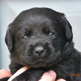 French Bulldog and Labrador Retriever Puppies from Gainesfield Labradors