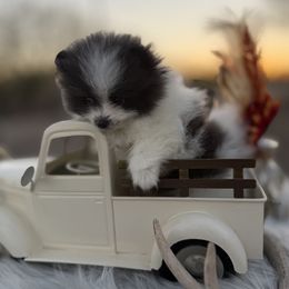 Chase - Blue parti male Pomeranian puppy in Orange Grove, Texas from Davis Poms