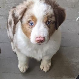 Miniature Australian Shepherd Puppies from Renegade Kennels
