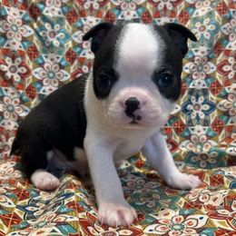 Atlas - Black and white male Boston Terrier puppy in Fillmore, Illinois from Wind Hill Puppies