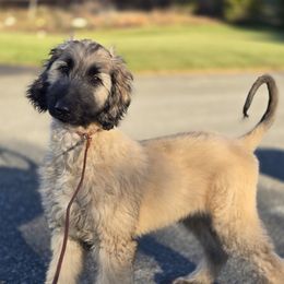 Afghan Hound puppies from Lenore's Afghan Hounds