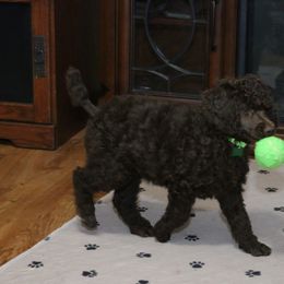 Poodle Puppies from RK'S Pets