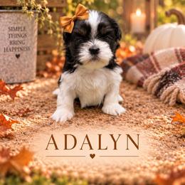 Adalyn - Black and white female Shih Tzu puppy in Montgomery, Texas from Furbourne Farm