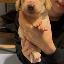 Hercules - Red and white male Basset Hound puppy in Dalton, Georgia from Pride Rock Basset Hounds