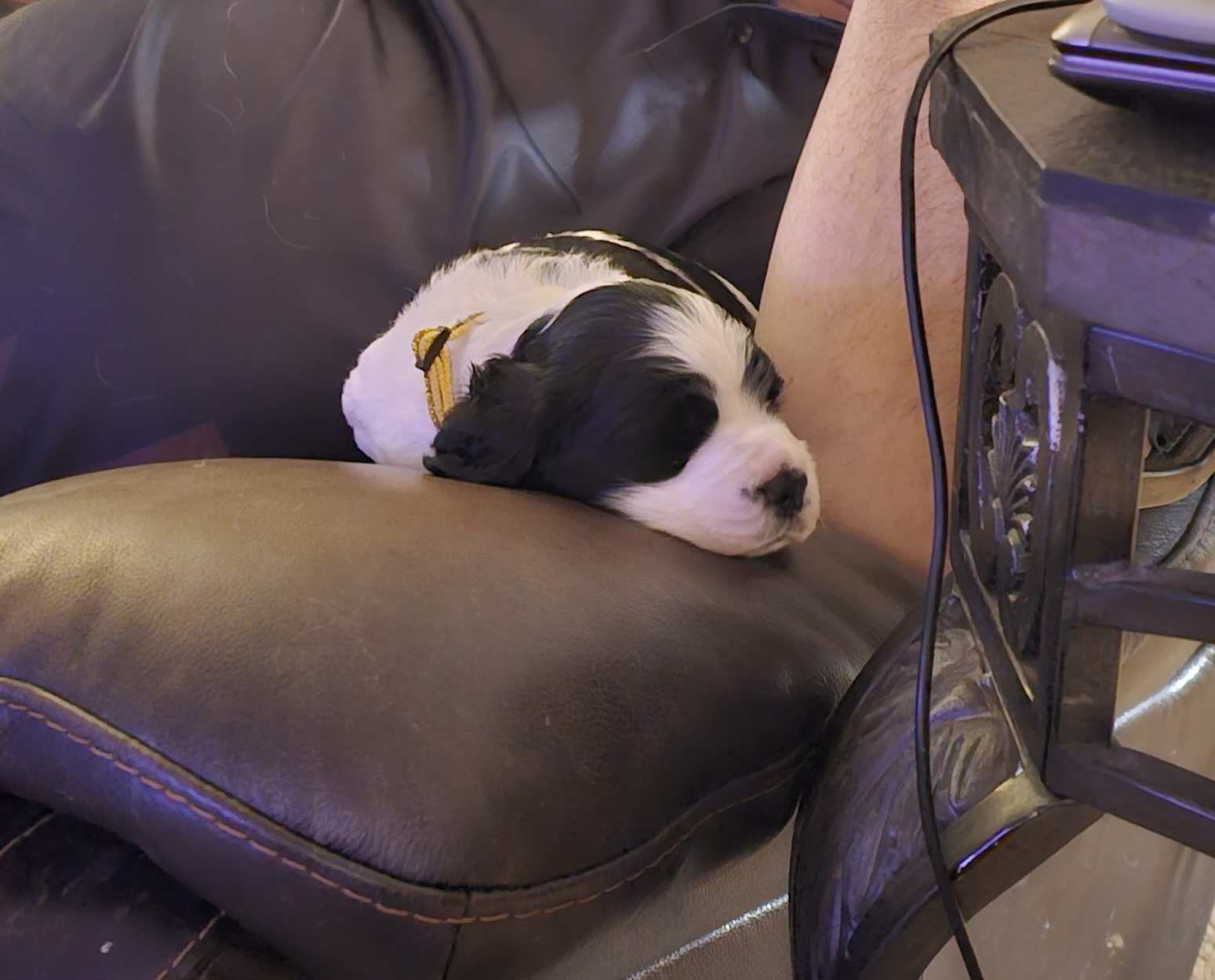 Piper - Black and white English Springer Spaniel puppy in Crockett, Texas from Obsidian Rose