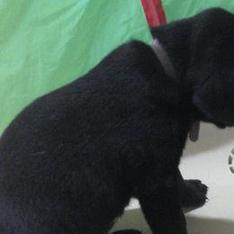 Boy 5 - Black Labrador Retriever puppy in Hilliards, Pennsylvania from Del-Star Kennels