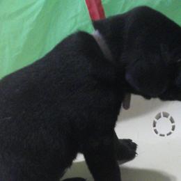 Boy 5 - Black Labrador Retriever puppy in Hilliards, Pennsylvania from Del-Star Kennels