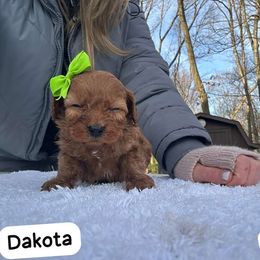 Boy 2 - male Goldendoodle puppy in Mint Hill, North Carolina from DoodleForever